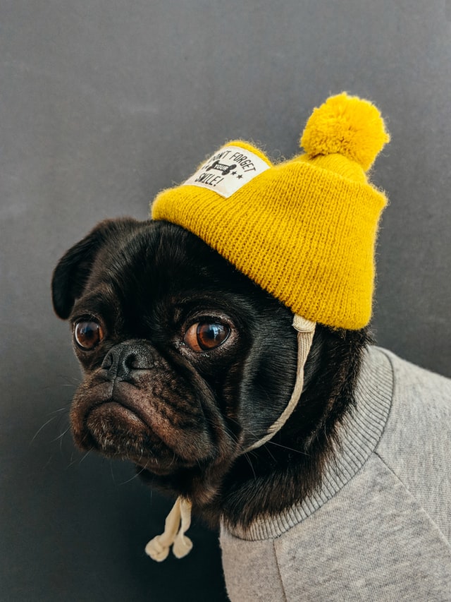 Dog with hat